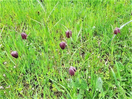 Bilder von Fauna und Flora