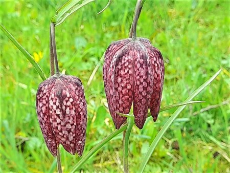 Bilder von Fauna und Flora