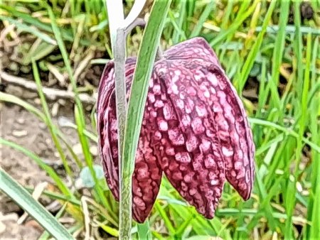 Bilder von Fauna und Flora