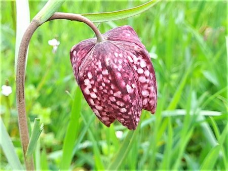 Bilder von Fauna und Flora