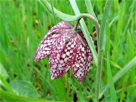 Bilder von Fauna und Flora