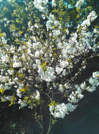 Kirschblüte im April