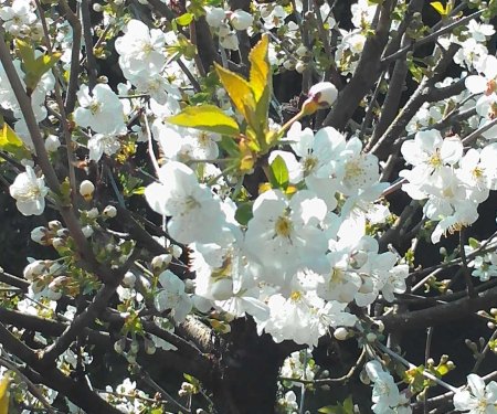 Kirschblüten