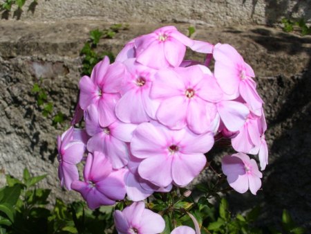 Bilder von Fauna und Flora