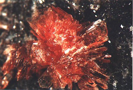 [ WIKI ] Phosphate