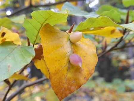 Bilder von Fauna und Flora