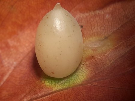 Bilder von Fauna und Flora