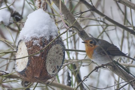 Neuschnee über Nacht. Rotkehlchen am Kokos-Häuschen …