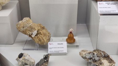 Whewellit von Bas-Rhin - Museum Straßburg