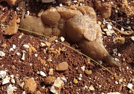 Unbekanntes Gestein bei Spaziergang entdeckt