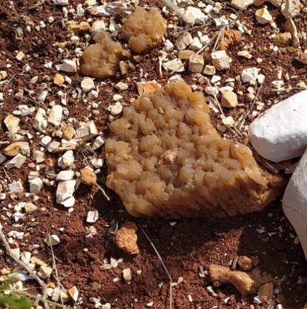 Unbekanntes Gestein bei Spaziergang entdeckt