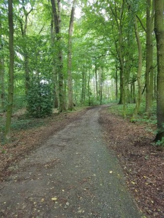 Waldweg rund um die Uni