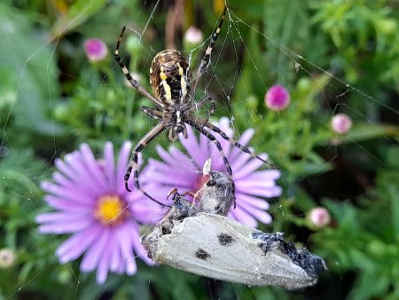 Bilder von Fauna und Flora
