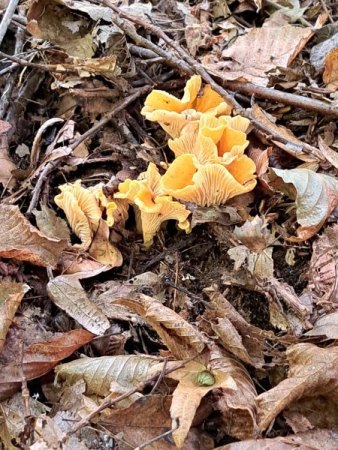 Bilder von Fauna und Flora