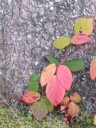 Herbst im Wald