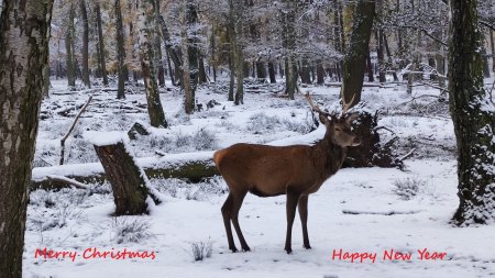 Frohe Weihnachten 2023