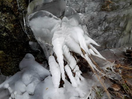 Bilder von Fauna und Flora