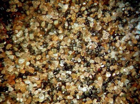 Schwermineralsand_Magnetit_Almandin_Zirkon_Monazit_Müggelsee_Berlin.jpg