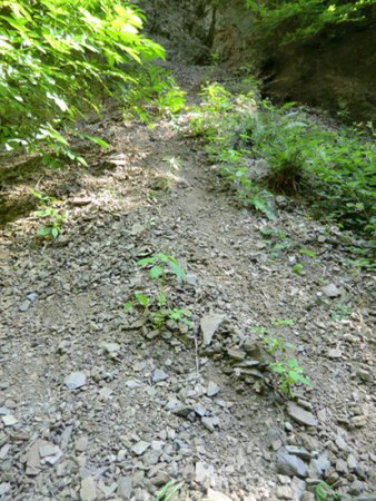 Taunus - Wiesbaden-Naurod - Erbsenacker