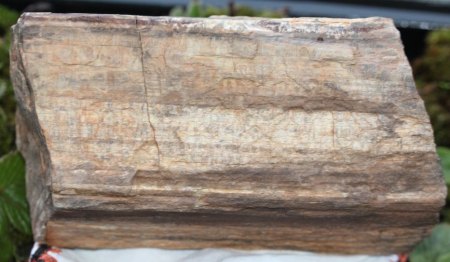 Versteinertes Holz?