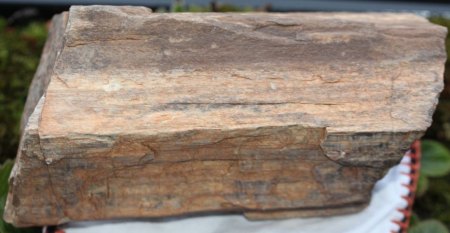 Versteinertes Holz?