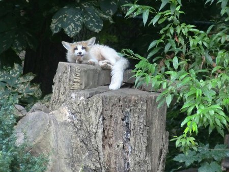 Bilder von Fauna und Flora