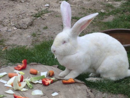 Bilder von Fauna und Flora