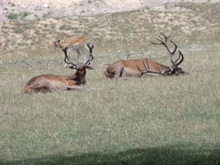 Bilder von Fauna und Flora