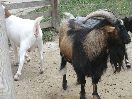 Bilder von Fauna und Flora