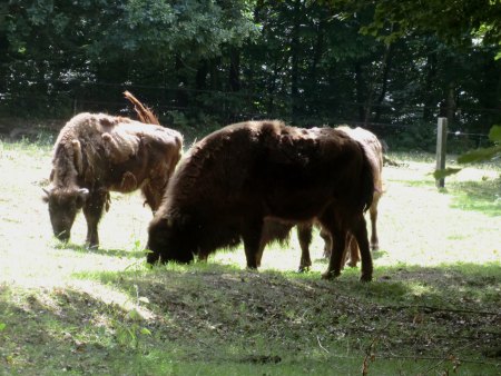 Bilder von Fauna und Flora