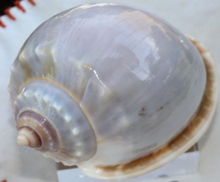 Binghamit und seine steinigen Mitbewohner