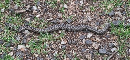Bilder von Fauna und Flora