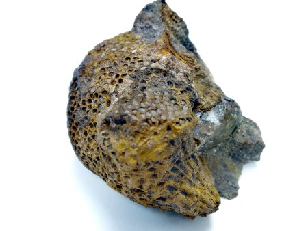 Koralle Plauenscher Grund. 5,5 cm
