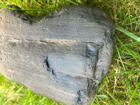 Versteinertes Holz?
