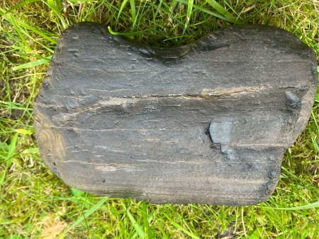 Versteinertes Holz?