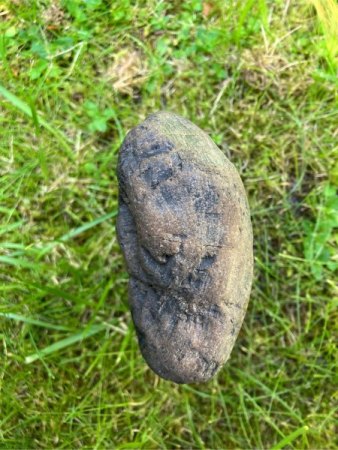 Versteinertes Holz?