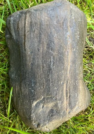 Versteinertes Holz?