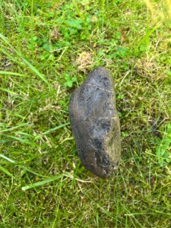 Versteinertes Holz?