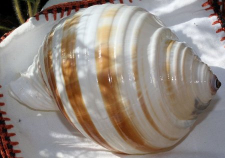 Binghamit und seine steinigen Mitbewohner