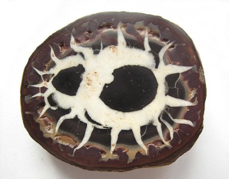 [ WIKI ] Septarie