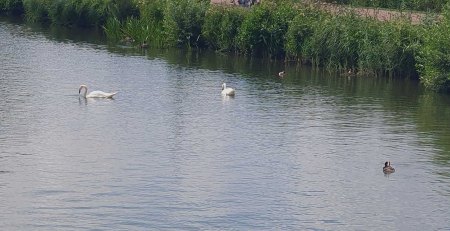 Schwäne und Enten