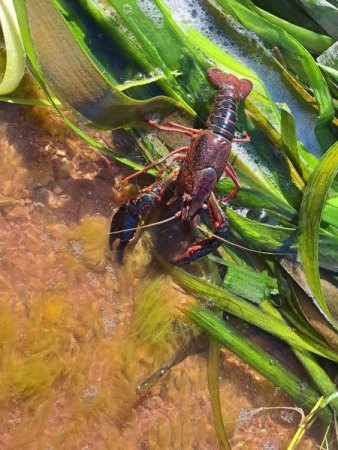 Bilder von Fauna und Flora