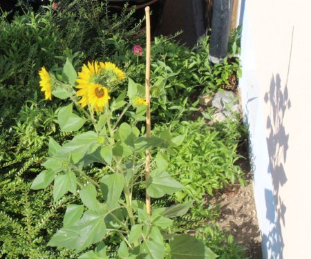 Bilder von Fauna und Flora