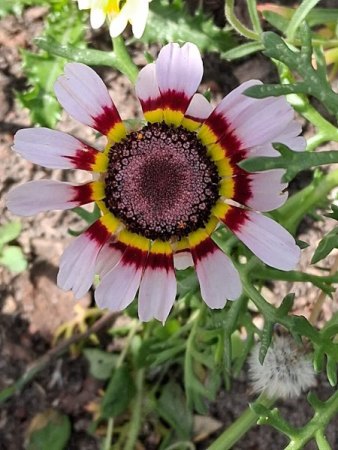 Bilder von Fauna und Flora