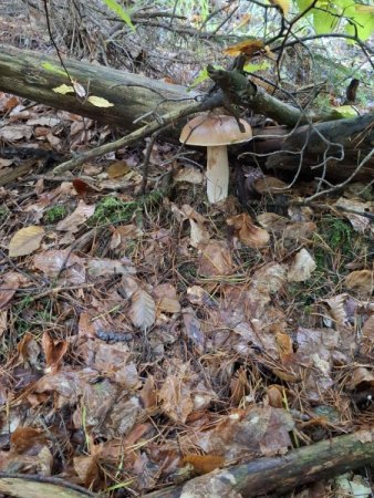 Bilder von Fauna und Flora