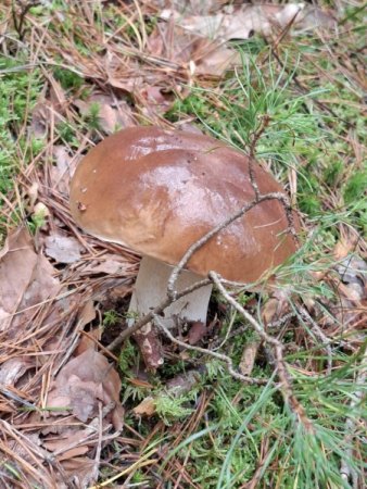 Bilder von Fauna und Flora