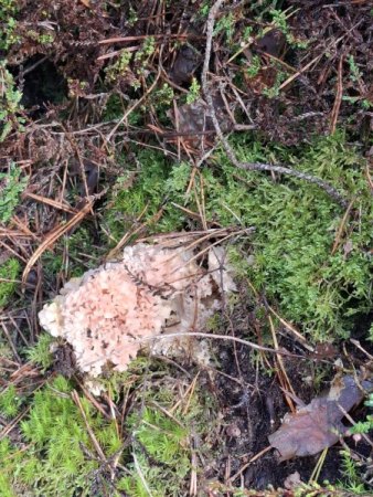 Bilder von Fauna und Flora