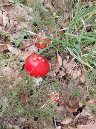 Bilder von Fauna und Flora