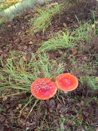 Bilder von Fauna und Flora