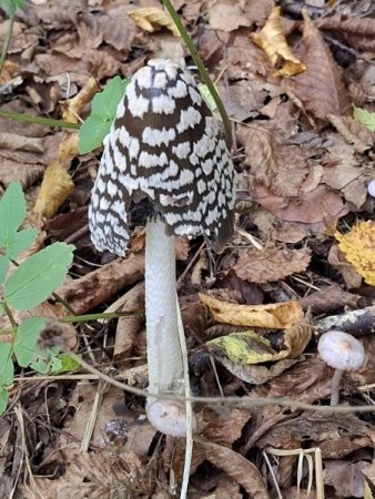 Bilder von Fauna und Flora
